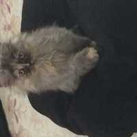 İran Kedisi (Persian), Kedi  CHANEL fotoğrafı
