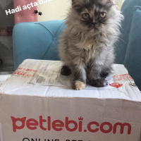 İran Kedisi (Persian), Kedi  CHANEL fotoğrafı