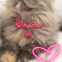 İran Kedisi (Persian), Kedi  CHANEL fotoğrafı