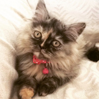 İran Kedisi (Persian), Kedi  CHANEL fotoğrafı