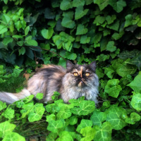 İran Kedisi (Persian), Kedi  CHANEL fotoğrafı
