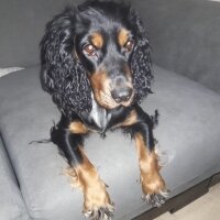 Gordon Setter, Köpek  bella_lady fotoğrafı