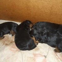 Gordon Setter, Köpek  bella_lady fotoğrafı