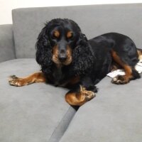 Gordon Setter, Köpek  bella_lady fotoğrafı