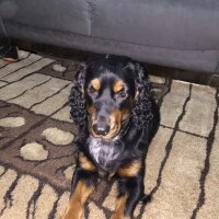 Gordon Setter, Köpek  bella_lady fotoğrafı