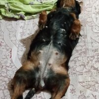 Gordon Setter, Köpek  bella_lady fotoğrafı