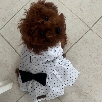 Poodle (Minyatür Kaniş), Köpek  Fıstık fotoğrafı