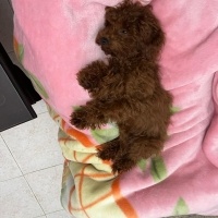 Poodle (Minyatür Kaniş), Köpek  Fıstık fotoğrafı