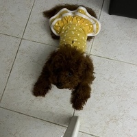 Poodle (Minyatür Kaniş), Köpek  Fıstık fotoğrafı