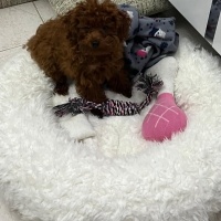 Poodle (Minyatür Kaniş), Köpek  Fıstık fotoğrafı