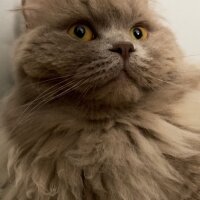 British Longhair, Kedi  Ceviz fotoğrafı