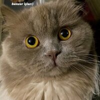 British Longhair, Kedi  Ceviz fotoğrafı