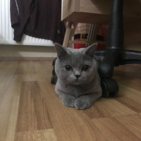 British Shorthair, Kedi  leydi fotoğrafı