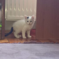 Ankara Kedisi, Kedi  Hope fotoğrafı