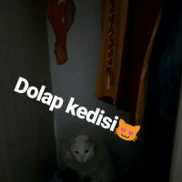 Ankara Kedisi, Kedi  Beyazıt fotoğrafı