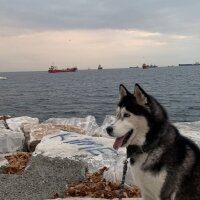 Sibirya Kurdu (Husky), Köpek  Mars fotoğrafı