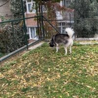 Sibirya Kurdu (Husky), Köpek  Mars fotoğrafı