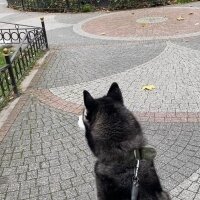 Sibirya Kurdu (Husky), Köpek  Mars fotoğrafı