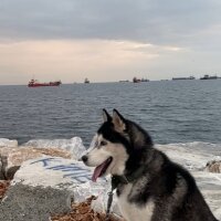 Sibirya Kurdu (Husky), Köpek  Mars fotoğrafı