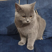 British Shorthair, Kedi  Arthur Morgan fotoğrafı