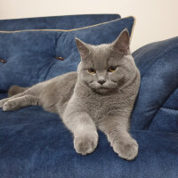 British Shorthair, Kedi  Arthur Morgan fotoğrafı