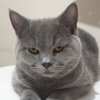 British Shorthair, Kedi  Arthur Morgan fotoğrafı