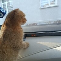 Scottish Fold, Kedi  Luna fotoğrafı