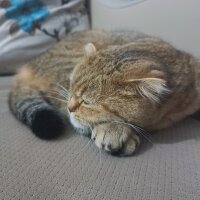 Scottish Fold, Kedi  Luna fotoğrafı