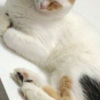 Ankara Kedisi, Kedi  Mocha fotoğrafı
