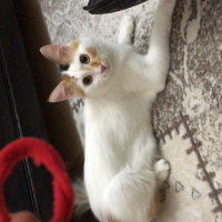 Ankara Kedisi, Kedi  Mocha fotoğrafı