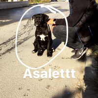 Cane Corso Italiano, Köpek  Eyşa fotoğrafı
