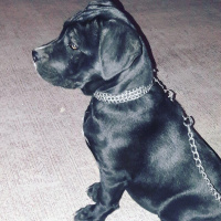 Cane Corso Italiano, Köpek  Eyşa fotoğrafı
