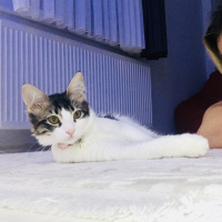 Tekir Kedi, Kedi  Luna fotoğrafı