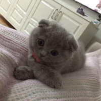 Scottish Fold, Kedi  DUMAN fotoğrafı