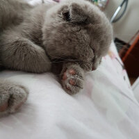 Scottish Fold, Kedi  DUMAN fotoğrafı