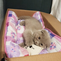 Scottish Fold, Kedi  DUMAN fotoğrafı