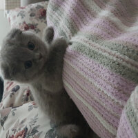 Scottish Fold, Kedi  DUMAN fotoğrafı