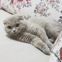 Scottish Fold, Kedi  DUMAN fotoğrafı