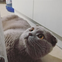 Scottish Fold, Kedi  DUMAN fotoğrafı