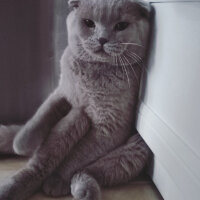 Scottish Fold, Kedi  DUMAN fotoğrafı