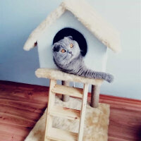 Scottish Fold, Kedi  DUMAN fotoğrafı