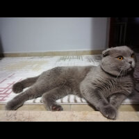 Scottish Fold, Kedi  DUMAN fotoğrafı