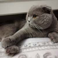 Scottish Fold, Kedi  DUMAN fotoğrafı