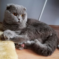 Scottish Fold, Kedi  DUMAN fotoğrafı