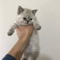 British Shorthair, Kedi  Haşmet fotoğrafı