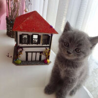 British Shorthair, Kedi  Haşmet fotoğrafı