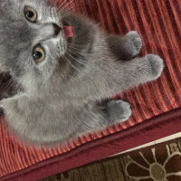 British Shorthair, Kedi  Haşmet fotoğrafı