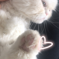 İran Kedisi (Persian), Kedi  Mia fotoğrafı