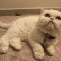 İran Kedisi (Persian), Kedi  Mia fotoğrafı