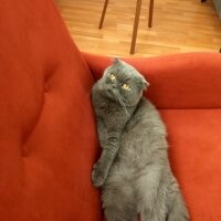 Scottish Fold, Kedi  Duman fotoğrafı